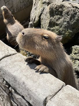 伊豆シャボテン動物公園に投稿された画像（2023/5/5）