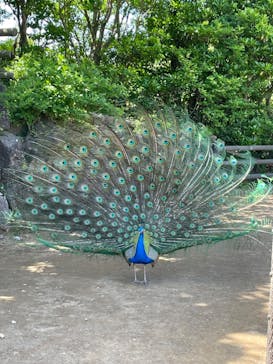 伊豆シャボテン動物公園に投稿された画像（2023/5/5）