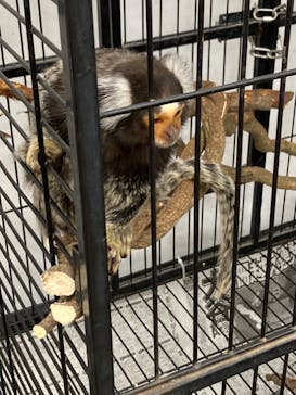 しろとり動物園に投稿された画像（2023/5/5）