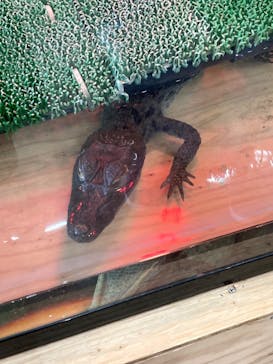 しろとり動物園に投稿された画像（2023/5/5）