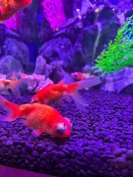 ネオパークオキナワに投稿された画像（2023/5/5）