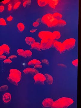 大分マリーンパレス水族館 「うみたまご」に投稿された画像（2023/5/5）