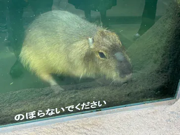 神戸どうぶつ王国に投稿された画像（2023/5/5）