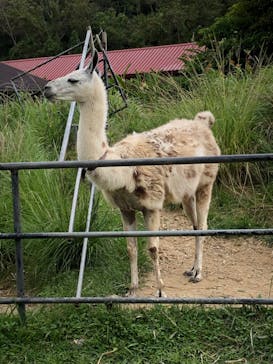 ネオパークオキナワに投稿された画像（2023/5/5）