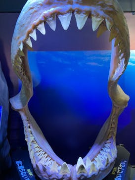 新江ノ島水族館に投稿された画像（2023/5/5）