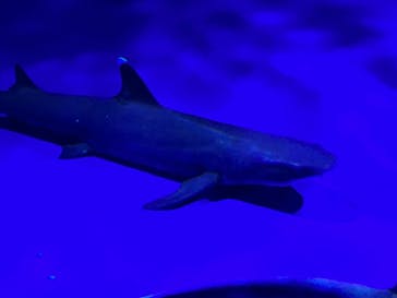 新江ノ島水族館に投稿された画像（2023/5/5）