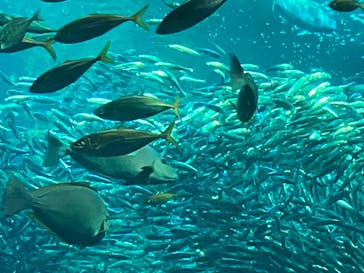 新江ノ島水族館に投稿された画像（2023/5/5）