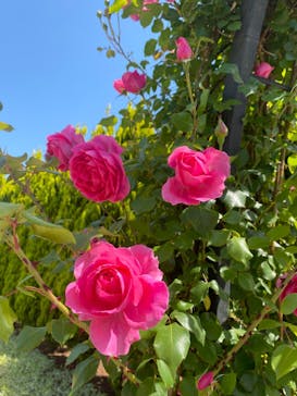 東武動物公園に投稿された画像（2023/5/5）