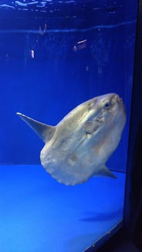 サンシャイン水族館に投稿された画像（2023/5/5）