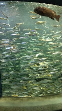 サンシャイン水族館に投稿された画像（2023/5/5）