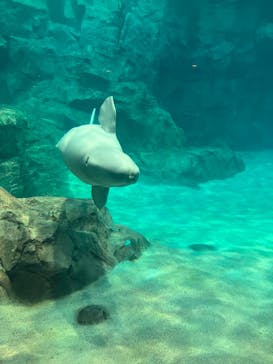 名古屋港水族館に投稿された画像（2023/5/5）