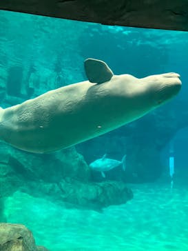 名古屋港水族館に投稿された画像（2023/5/5）