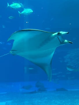 沖縄美ら海水族館に投稿された画像（2023/5/5）