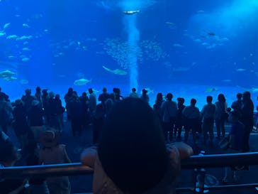 沖縄美ら海水族館に投稿された画像（2023/5/5）