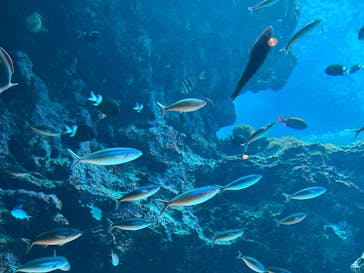 沖縄美ら海水族館に投稿された画像（2023/5/5）