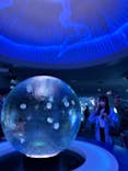 新江ノ島水族館に投稿された画像（2023/5/5）