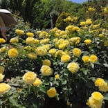 京成バラ園に投稿された画像（2023/5/5）