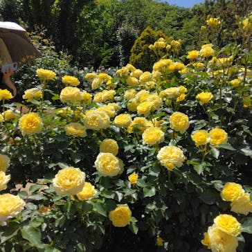 京成バラ園に投稿された画像（2023/5/5）