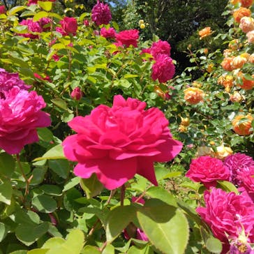 京成バラ園に投稿された画像（2023/5/5）