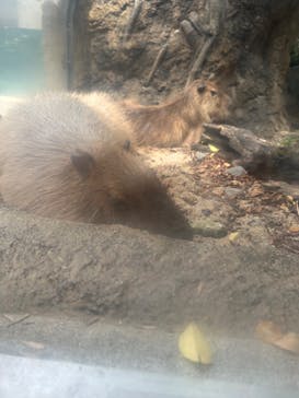 世界淡水魚園水族館　アクア・トトぎふに投稿された画像（2023/5/5）