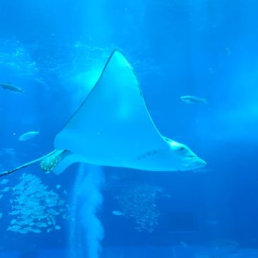 沖縄美ら海水族館に投稿された画像（2023/5/5）