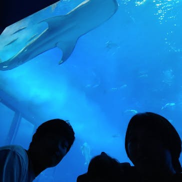 沖縄美ら海水族館に投稿された画像（2023/5/5）