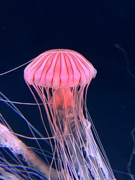 サンシャイン水族館に投稿された画像（2023/5/5）