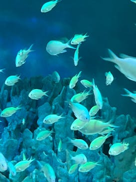 サンシャイン水族館に投稿された画像（2023/5/5）