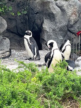 サンシャイン水族館に投稿された画像（2023/5/5）