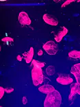 名古屋港水族館に投稿された画像（2023/5/5）