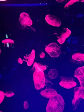 名古屋港水族館に投稿された画像（2023/5/5）