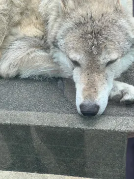 天王寺動物園に投稿された画像（2023/5/5）