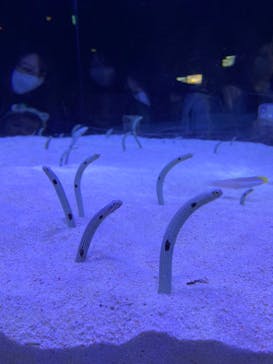 マリンワールド海の中道に投稿された画像（2023/5/5）