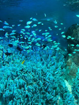 サンシャイン水族館に投稿された画像（2023/5/5）