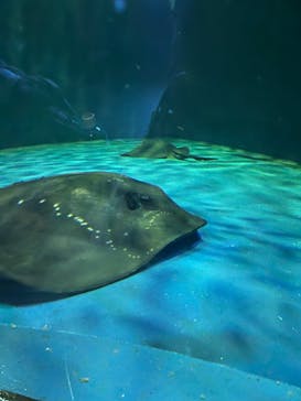 登別マリンパークニクスに投稿された画像（2023/5/5）