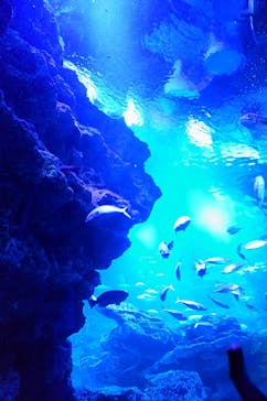 京都水族館に投稿された画像（2023/5/5）