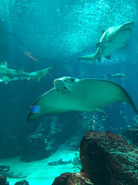 マリンワールド海の中道に投稿された画像（2023/5/5）