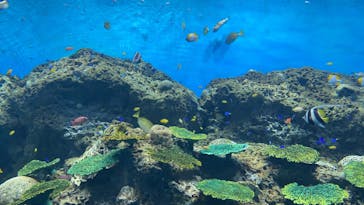 アクアワールド茨城県大洗水族館に投稿された画像（2023/5/5）