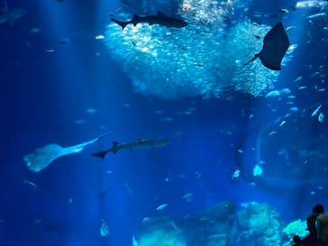 アクアワールド茨城県大洗水族館に投稿された画像（2023/5/5）