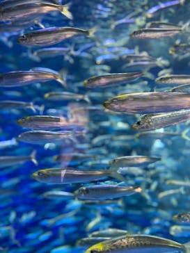 アクアワールド茨城県大洗水族館に投稿された画像（2023/5/5）