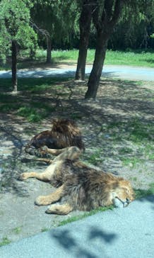 群馬サファリパークに投稿された画像（2023/5/5）