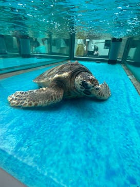 名古屋港水族館に投稿された画像（2023/5/5）
