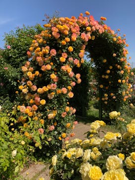 京成バラ園に投稿された画像（2023/5/5）