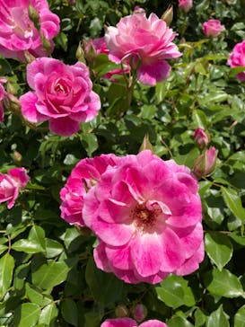 京成バラ園に投稿された画像（2023/5/5）