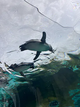 天王寺動物園に投稿された画像（2023/5/5）