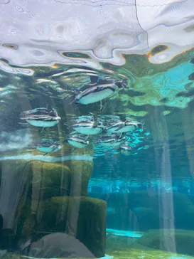 天王寺動物園に投稿された画像（2023/5/5）