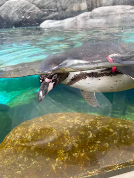 天王寺動物園に投稿された画像（2023/5/5）