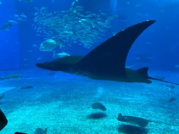 沖縄美ら海水族館に投稿された画像（2023/5/5）
