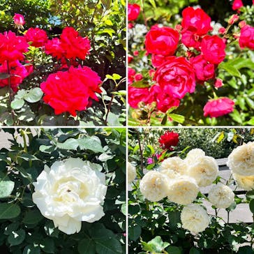 横浜イングリッシュガーデンに投稿された画像（2023/5/5）