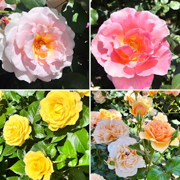 横浜イングリッシュガーデンに投稿された画像（2023/5/5）